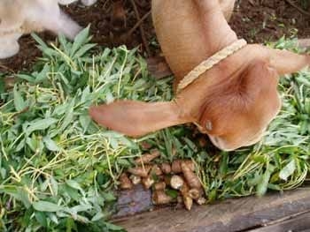 Utilización de la Yuca en la alimentación de Rumiantes en la costa norte colombiana - Image 5
