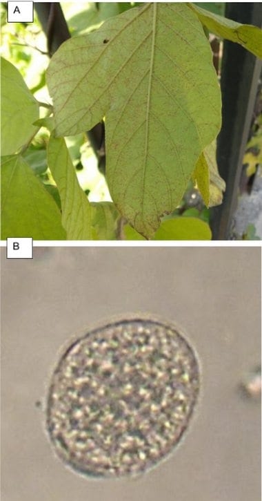 Primer registro de sobrevivencia invernal de Phakopsora pachyrhizi (agente causal de la roya de la soja) en kudzu (Pueraria lobata) en la provincia de Buenos Aires, Argentina - Image 2