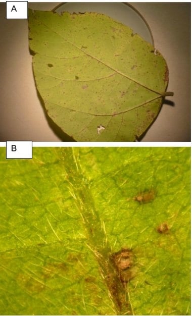 Primer registro de sobrevivencia invernal de Phakopsora pachyrhizi (agente causal de la roya de la soja) en kudzu (Pueraria lobata) en la provincia de Buenos Aires, Argentina - Image 1