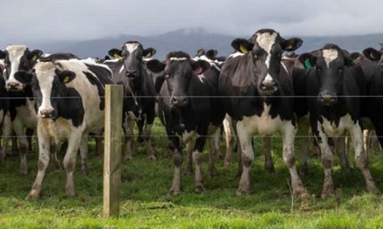 Australia se mantiene entre los productores de leche más competitivos - Image 1
