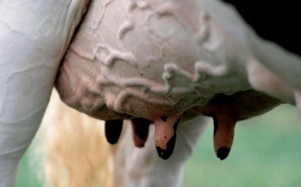Impacto económico del tratamiento selectivo de la mastitis clínica - Image 1
