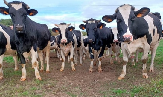 Ganaderos gallegos denuncian precios discriminatorios de Lactalis, CAPSA y Lence - Image 1
