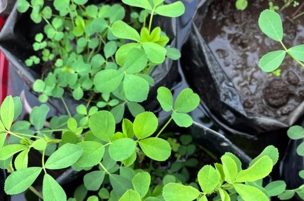 Con mejoramiento genético, amplían la tolerancia al anegamiento de la alfalfa - Image 1