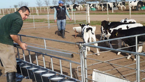 Crianza y reposición en foco: estrategias y herramientas para maximizar litros en el tambo - Image 1