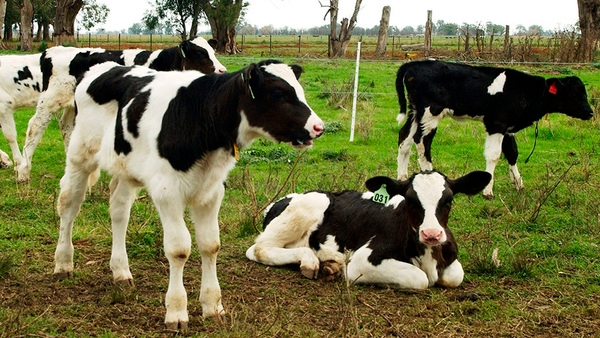 Crianza y reposición en foco: estrategias y herramientas para maximizar litros en el tambo - Image 2