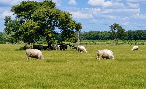 Patrones microbianos del rumen, clave para seleccionar a las vacas más sostenibles y eficientes - Image 1