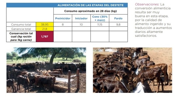 Informe sobre destete hiperprecoz con Pronter Preiniciador - Image 2