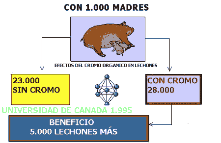 Las Levaduras para la Alimentación de los porcinos (Saccharomyces Cerevisiae) - Image 3