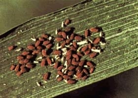 Pulgones en trigo - Image 2