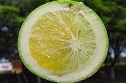 Temor por una plaga que ataca a los cítricos - Image 1