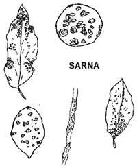 Plagas y enfermedades de los citrus - Image 1