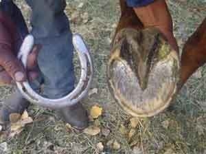 Existe un solo tamaño correcto para el pie y cada caballo lo tiene - Image 1