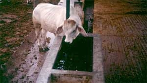 Cómo eliminar riesgos de intoxicación en rumiantes suplementados con urea líquida - Image 4