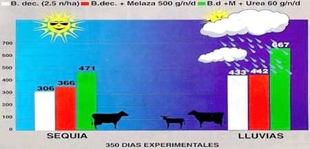 Cómo eliminar riesgos de intoxicación en rumiantes suplementados con urea líquida - Image 5