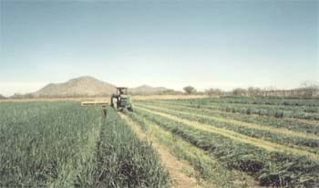 Triticale, una Alternativa para el Norte de México - Image 1