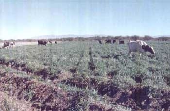 Triticale, una Alternativa para el Norte de México - Image 2