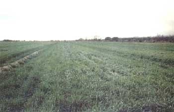 Triticale, una Alternativa para el Norte de México - Image 3
