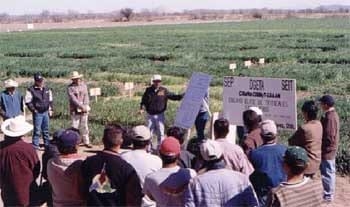 Triticale, una Alternativa para el Norte de México - Image 4