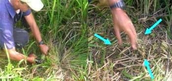 Mediciones simples para evaluar el estado de la calidad y salud del suelo bajo pasturas - Image 1