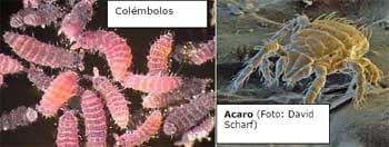 Mediciones simples para evaluar el estado de la calidad y salud del suelo bajo pasturas - Image 2