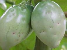 Capturas del perforador del fruto del tomate mediante trampas con atrayente sexual sintético en plantaciones de tomate de árbol en Aragua y Miranda, Venezuela - Image 3