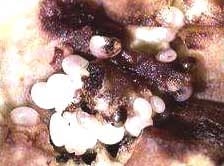Capturas del perforador del fruto del tomate mediante trampas con atrayente sexual sintético en plantaciones de tomate de árbol en Aragua y Miranda, Venezuela - Image 5