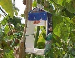 Capturas del perforador del fruto del tomate mediante trampas con atrayente sexual sintético en plantaciones de tomate de árbol en Aragua y Miranda, Venezuela - Image 8