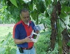 Capturas del perforador del fruto del tomate mediante trampas con atrayente sexual sintético en plantaciones de tomate de árbol en Aragua y Miranda, Venezuela - Image 10