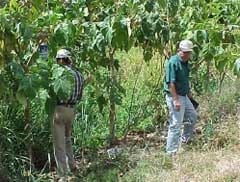 Capturas del perforador del fruto del tomate mediante trampas con atrayente sexual sintético en plantaciones de tomate de árbol en Aragua y Miranda, Venezuela - Image 11