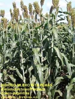 Nuevos Híbridos forrajeros (pastoreo y silo) - INTA Manfredi - Image 2