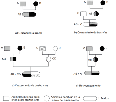 Mejoramiento del Conejo para Producción de Carne - Image 1