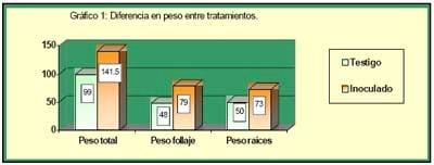 Inoculación del Cultivo de Avena ( Avena Sativa) con Azospirillum Brasilense - Image 2