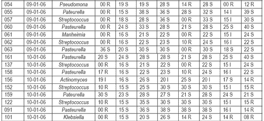 Evaluación comparativa de la efectividad antibiótica del Tylo – Combisone® (tilosina+gentamicina) y Proxifen® 23 L.A.(oxitetraciclina) contra cepas bacterianas causantes de enfermedad respiratoria en bovinos - Image 2