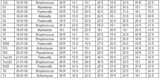 Evaluación comparativa de la efectividad antibiótica del Tylo – Combisone® (tilosina+gentamicina) y Proxifen® 23 L.A.(oxitetraciclina) contra cepas bacterianas causantes de enfermedad respiratoria en bovinos - Image 3