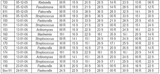 Evaluación comparativa de la efectividad antibiótica del Tylo – Combisone® (tilosina+gentamicina) y Proxifen® 23 L.A.(oxitetraciclina) contra cepas bacterianas causantes de enfermedad respiratoria en bovinos - Image 5