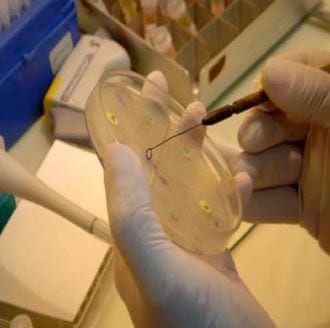 Evaluación comparativa de la efectividad antibiótica del Tylo – Combisone® (tilosina+gentamicina) y Proxifen® 23 L.A.(oxitetraciclina) contra cepas bacterianas causantes de enfermedad respiratoria en bovinos - Image 18
