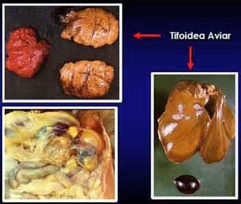 Salmonellosis y su control - Image 1