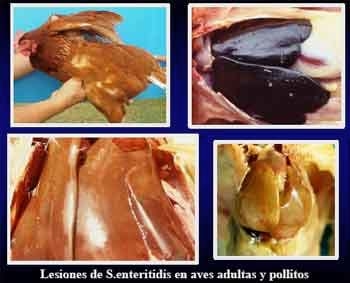 Salmonellosis y su control - Image 2