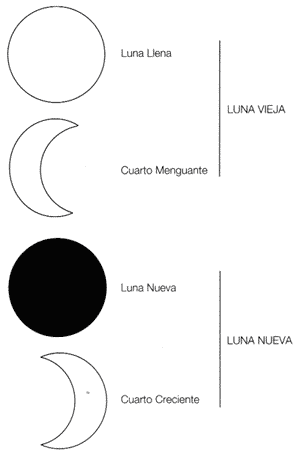 Estudio preliminar sobre la posible relación de la Producción de Toros Sementales con los Ciclos de la Luna con especial referencia a la Agricultura Biodinámica - Image 1