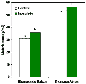 Rendimiento de Cultivo de Trigo en la Región Pampeana Inoculados con Azospirillum brasiliense - Image 1