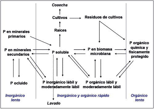 Dinámica y Manejo de Fósforo en Siembra Directa - Image 1