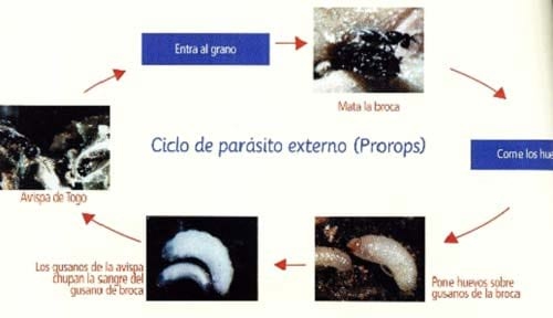 Control biológico de la broca del café - Image 6