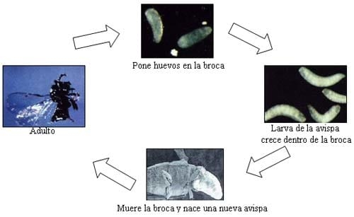 Control biológico de la broca del café - Image 7
