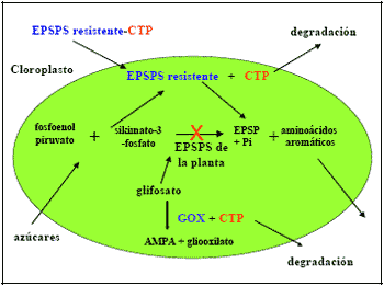 Colza Resistente a Glifosato - Image 1