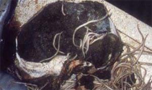 Efectos del parasitismo gastrointestinal sobre la nutrición en vacunos - Image 3