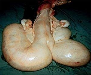 Descripción de las preñeces en bovinos. - Image 1