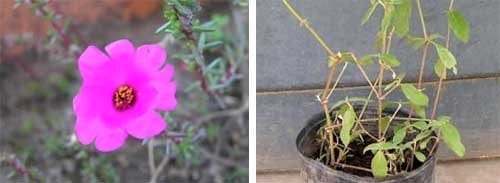 Portulaca gilliesii (Hook) y Gomphrena perennis (L): Especies con tolerancia al herbicida glifosato - Image 2