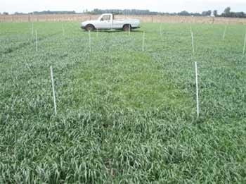 Efecto de la fertilización con nitrógeno, azufre y boro sobre la producción de materia seca y el rendimiento de grano en raigrás anual (Lolium multiflorum Lam.) - Image 11