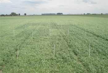 Efecto de la fertilización con nitrógeno, azufre y boro sobre la producción de materia seca y el rendimiento de grano en raigrás anual (Lolium multiflorum Lam.) - Image 12