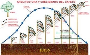 Rejuvenezca su cafetal: pode cafetos y vuelvalos productivos - Image 1